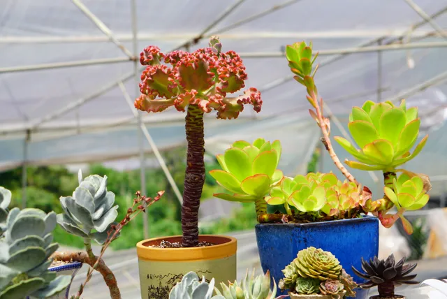 Vườn Sen Đá Glass Garden