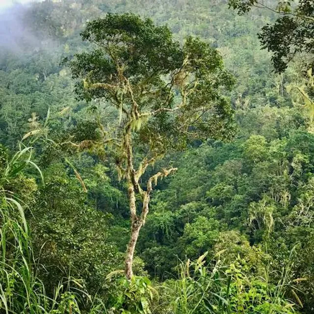 Blue Mountains National Park