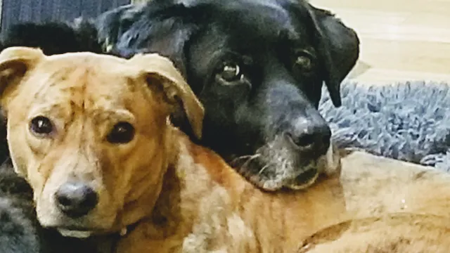 Black River Farms, Inc