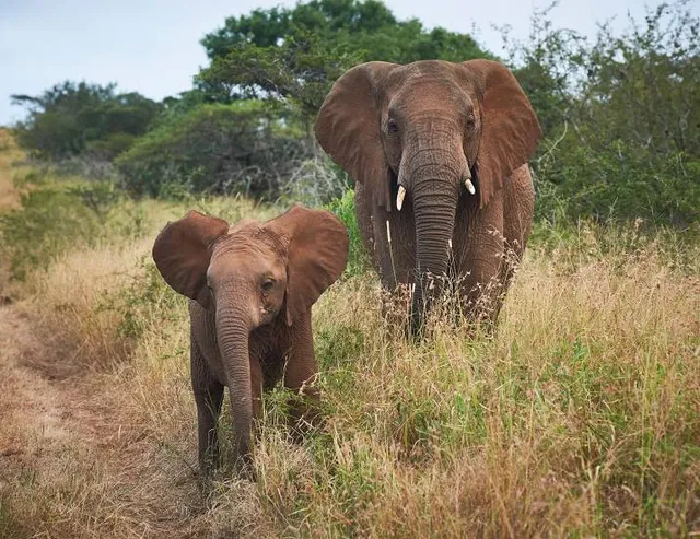 Thanda Safari - Private Game Reserve