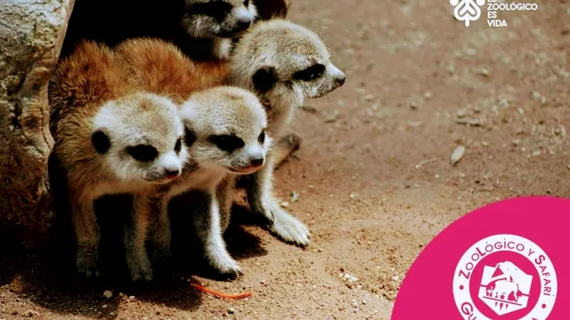 Zoologico Guadalajara