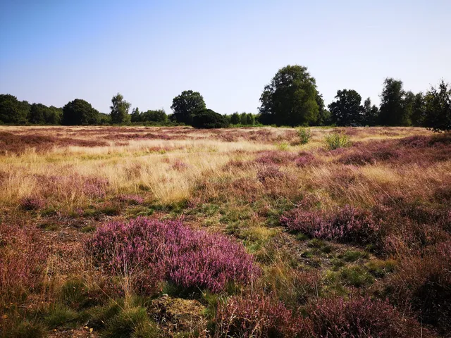 Pestruper Gräberfeld