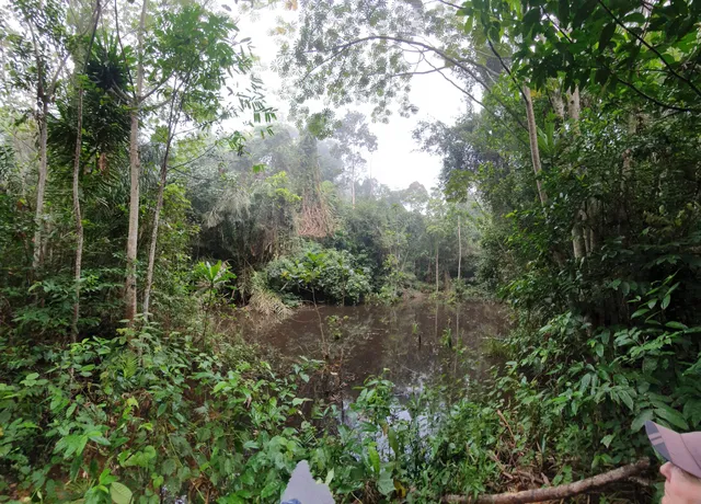 Ankasa Game Reserve & Nini-Suhien National Park