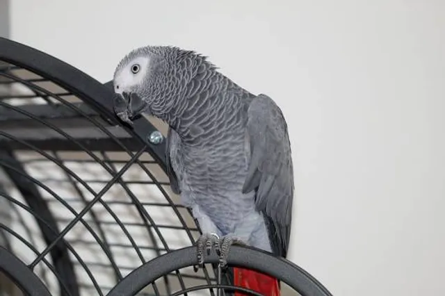 Animal Ed.ventures Sanctuary: Earth-Speak Park