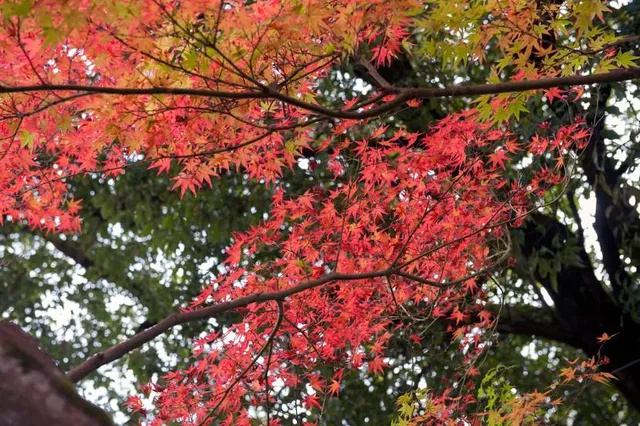 Sekizan-zen-in Temple