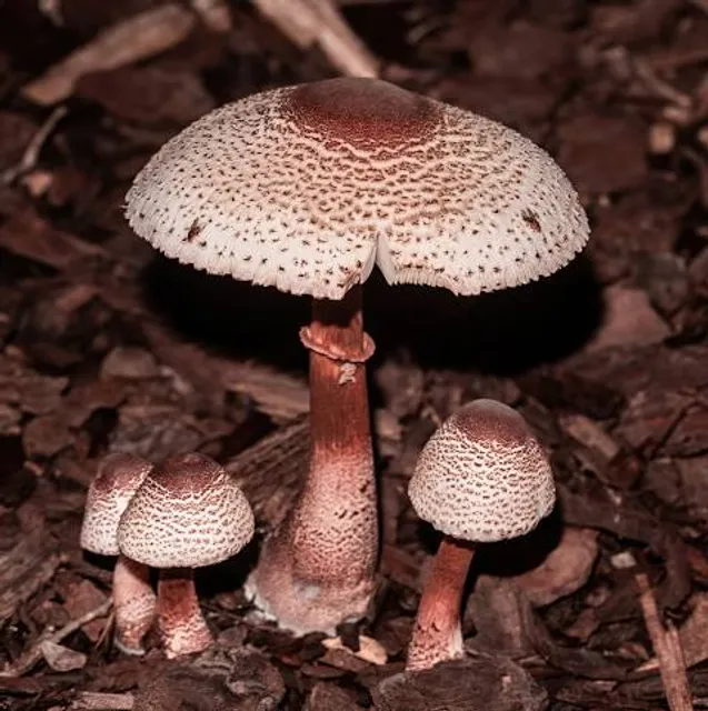 Laura Hare Nature Preserve at Downey Hill