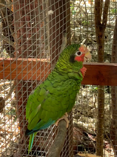 Cayman Parrot Sanctuary