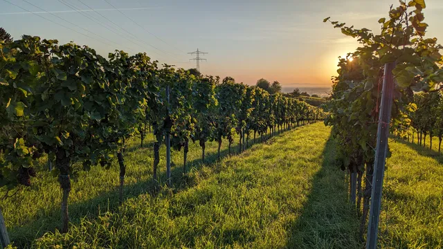 Weingut Clauer - Jörg Clauer