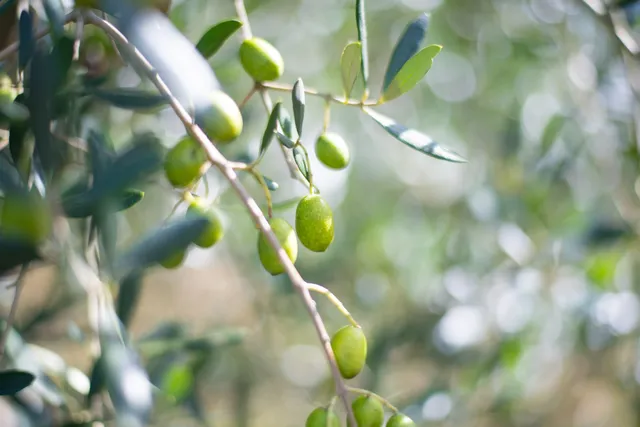 Bajin Valley Awaji Olive Orchards
