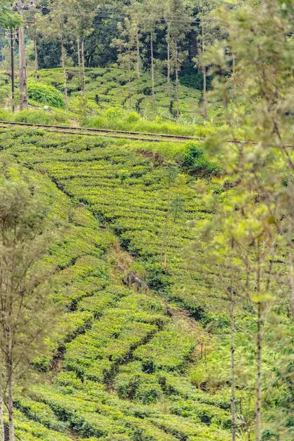 Muthanga Wildlife Santuary