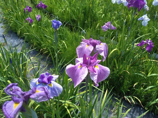 Yagyu Hana-shobu-en （Japanese Iris garden)