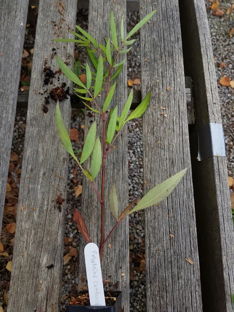 Friends of the Helmeted Honeyeater Inc.