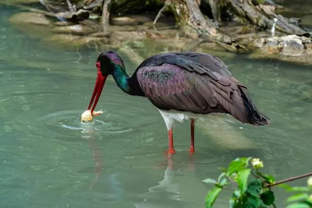 Cachoeira da Pedreira - Rio do Braço