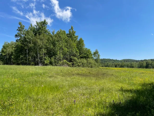 New Brasil Hillside Bog