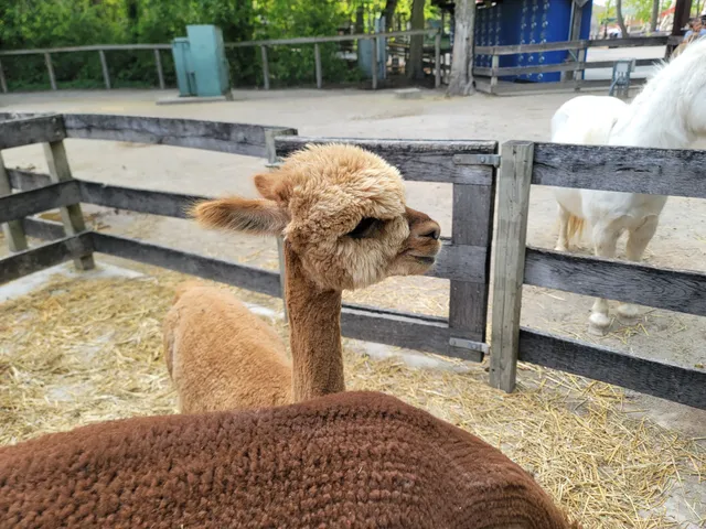 The Barnyard at Cedar Point