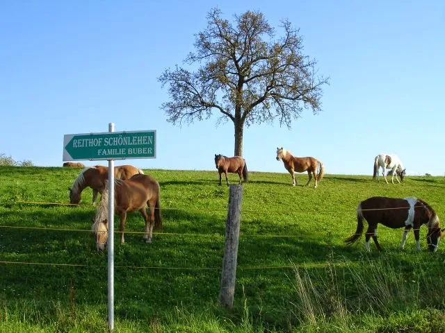 Schönlehenhof - Greenranch
