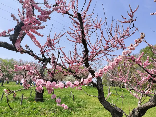 Hiraoka Park Plum Grove