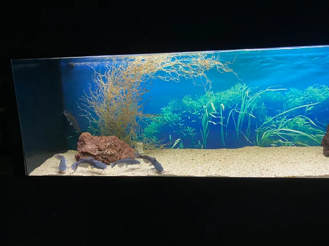 Fluviário de Constância