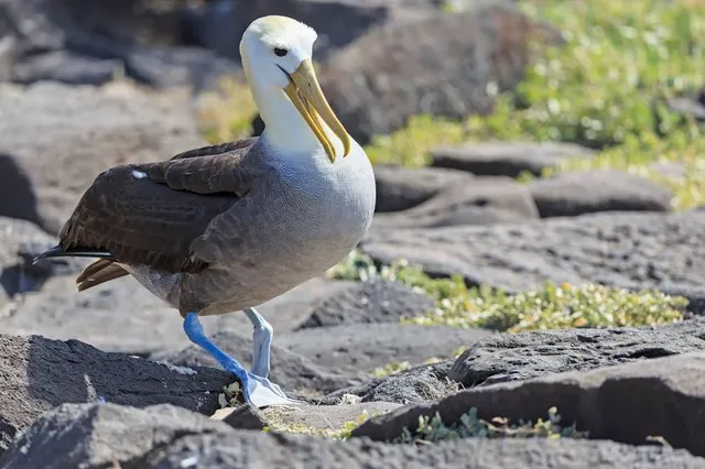 Shibazakura Park: Hana no Jutan