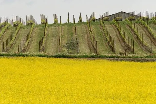 Spring Hill Vineyards