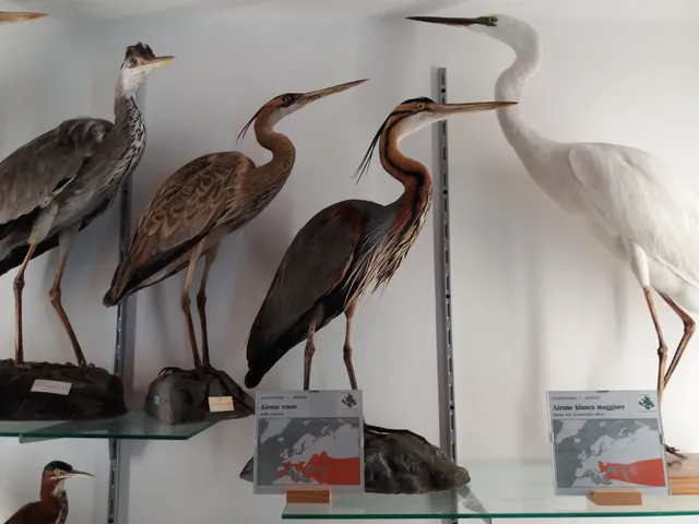 MUSEO NATURALISTICO