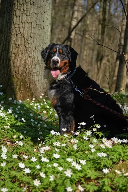 Kőmorzsoló óriás