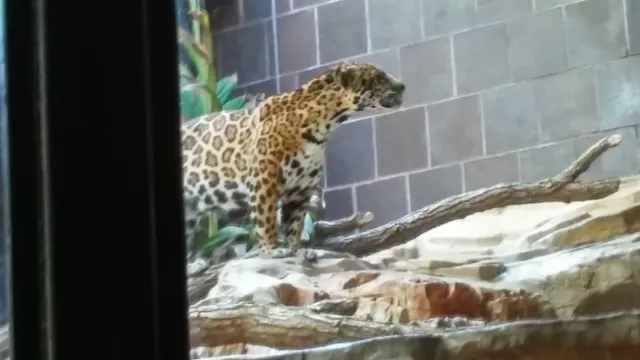 Mutual of Omaha's Wild Kingdom Pavilion