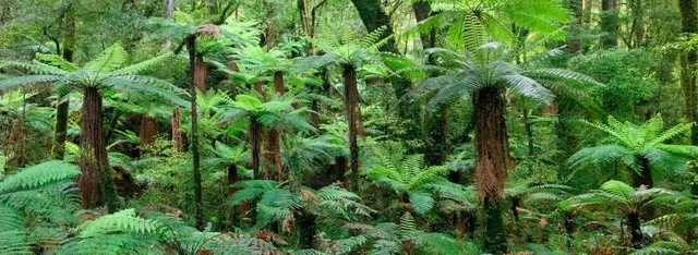 Gate of the Forest of Giant Ferns