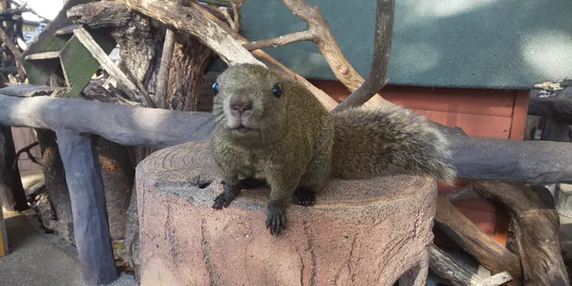 Gifu Kinkazan Squirrel Village