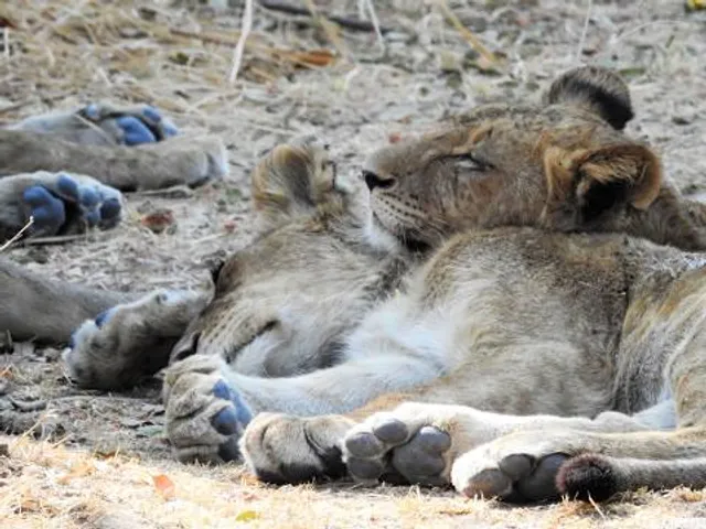 Playa Bahía Pelícanos