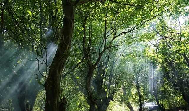 Trentham Memorial Park