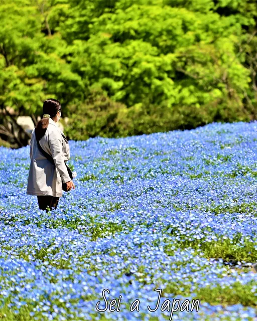 ケイリュウヒロバ