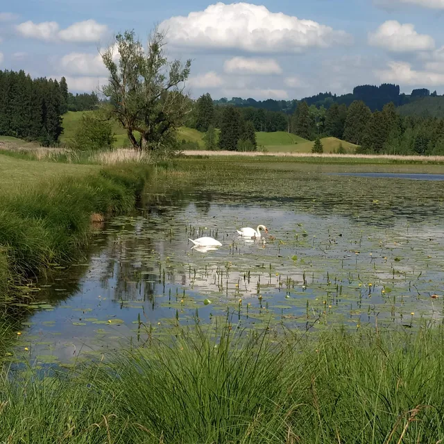 Widdumer Weiher