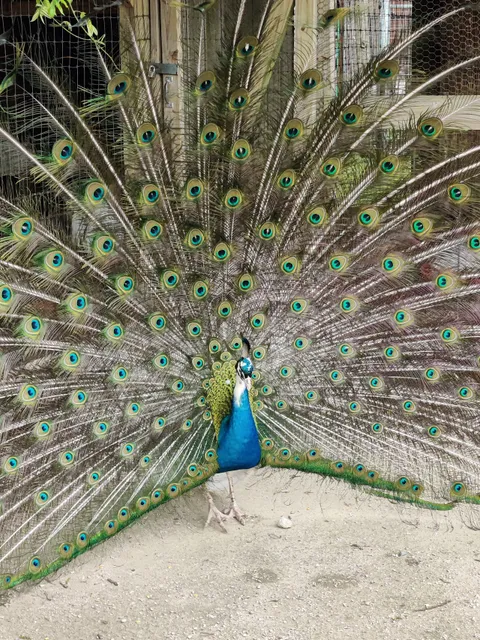 Big Joel's Safari Petting Zoo & Educational Park