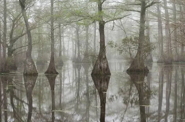 Merchants Millpond State Park