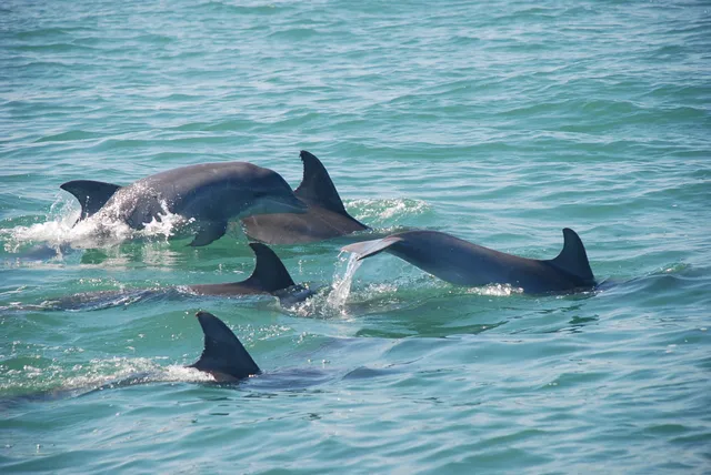 Blue Wave Adventures Dolphin Watch Tour