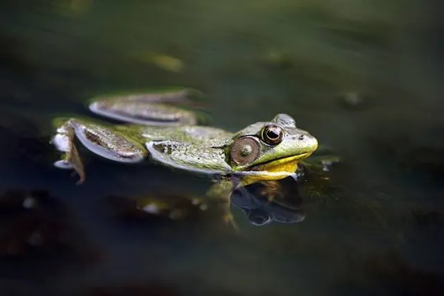 Frog Pond Wetland Preserve