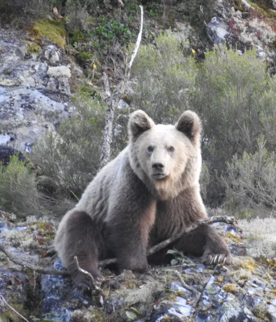 Sio Ecoturismo. Rutas de avistamiento con guía: oso pardo, rutas interpretativas, berrea del ciervo