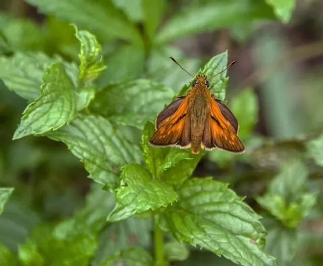 Monestir de Sant Joan les Fonts