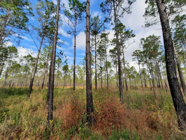 Apalachicola River Wildlife and Environmental Area