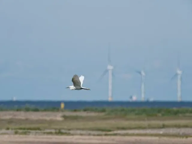 RSPB Point of Ayr - Dee Estuary