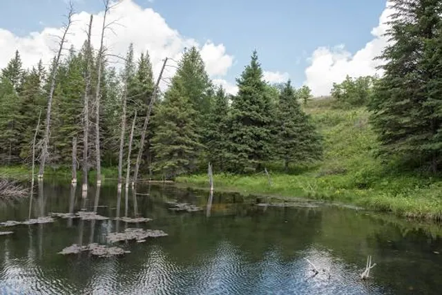 Spruce Woods Provincial Park