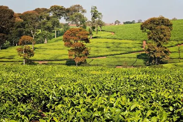 Thyolo Tea Estate