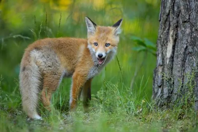 Millbrook Marsh Nature Center