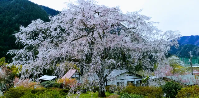Yunoyama Hot Springs Weeping Cherry Tree