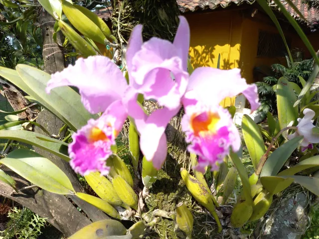 Orquideorama