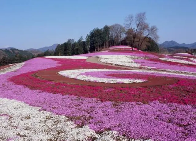 Higashimokoto Shibazakura Park