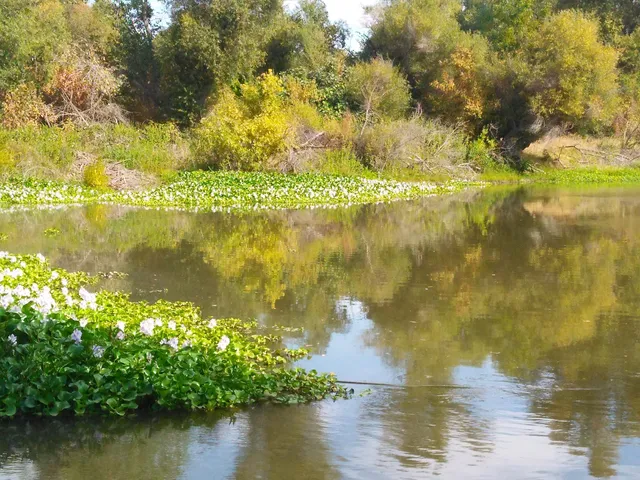 Sutter National Wildlife Refuge