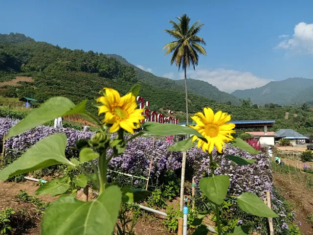 ไร่ภูตะวัน โฮมสเตย์