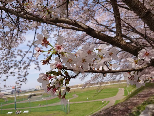Park in Iriso Multi Purpose Square